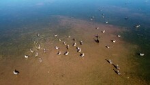 Flock Of Egyptian Geese (Alopochen Aegyptiacus) And Other Waterfowl In Shallow Water Of A Pond, Southern Africa