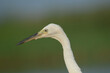 Little Egret, Portrait Head And Eye Bird Egretta garzetta 
