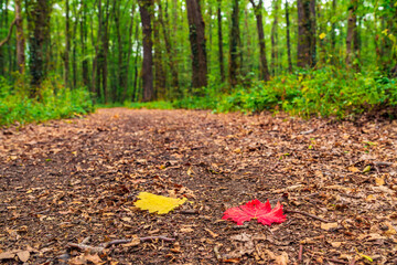 Wall Mural - Autumn background red and yellow leaf