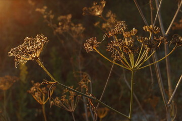 Poster - Golden hour in the countryside