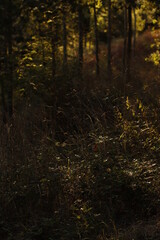 Poster - Golden hour in the countryside