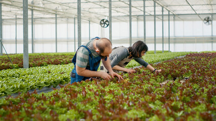 Man and woman cultivating healthy crops without pesticides doing quality control checking leaves for pests in hothouse. Caucasian organic farmers looking at bio crops ready for harvest in greenhouse.