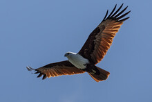 Brahminy Kite Eagle Flying Above Looking For Prey Over The Blue Sky