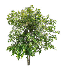 Wall Mural - tree on transparent background, real tree green leaf isolate die cut png file