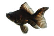Black  Gold Fish on White
