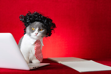 Wall Mural - british shorthair cat with wig and tie like a business lady and working with a laptop and looking at the camera