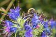 Blühende Blume mit blauer Blüte im Frühling auf einer Garten Wiese mit Hummel die Honig sammeln, Deutschland