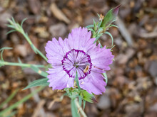 Amur Pink (Dianthus Amurensis) 'Siberian Blue' Flowering With Purple Pink Flowers In The Garden
