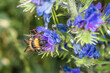 Blühende Blume mit blauer Blüte im Frühling auf einer Garten Wiese mit Hummel die Honig sammeln, Deutschland
