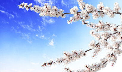 Fotomurales - Horizontal banner with sakura flowers of white color on sunny backdrop