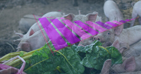 Sticker - Image of financial data processing over caucasian man feeding pigs