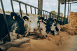 © Westend61 - Calves eating fodder at farm