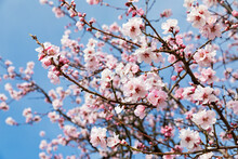 Germany, Rhineland-Palatinate, Branches Of Pink Blossoming Almond Tree