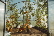 Ripe Tomatoes Grown On Plant In Greenhouse