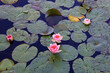 © Westend61 - Pond filled with water lilies