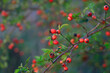 © Westend61 - Rose hips growing in summer