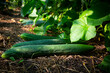 © Westend61 - Cucumbers grown in greenhouse