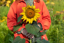Woman Holding Sunflower Standing In Garden