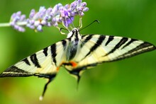 Scarce Swallowtail Butterfly Captured With Its Elegant Large Wings