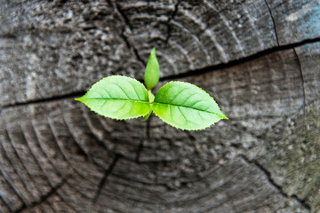 Wall Mural - Young plant growing on dead stump