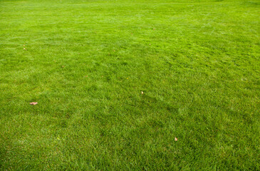 Poster - green grass background