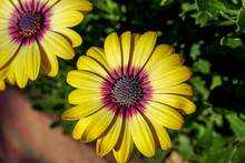 Bright Yellow African Daisy Flowers In Summer Sun. Vibrant Small Daisy Flowers In Bloom
