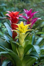 Guzmania Hybrid Bromeliad Plants In Yellow, Purple And Red. Bromeliads Are Epiphytes And The Bracts Surrounding The Tiny Flowers Are Colorful