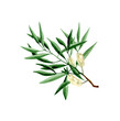 Watercolor tea tree branch with leaves and flowers illustration. Hand drawn isolated on transparent background. Herbal medicine and aroma therapy