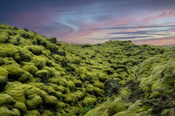 Lava field covered with green moss