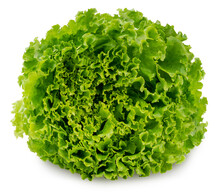 Fresh Frilled Lettuce Isolated On White Background, Green Curly Lettuce Leaves For Healthy Salad On White With Clipping Path.