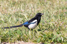The Eurasian Magpie Or Common Magpie (Pica Pica), Resident Breeding Bird Throughout The Northern Part Of The Eurasian Continent. It Is One Of Birds In The Crow Family (corvids) Designated Magpies