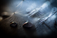 Soft Focus Dandelions And Water Droplets