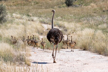 Ostrich Family