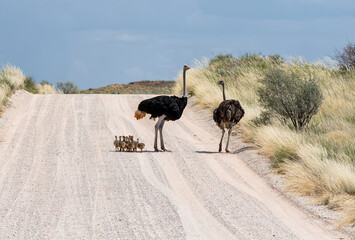 Wall Mural - Ostrich Family