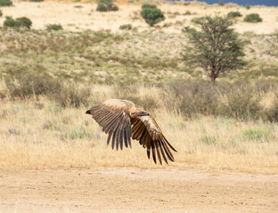 Wall Mural - White-backed Vulture