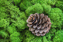 Pine Cone On A Background Of Moss. View From Above