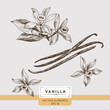Vanilla flowers, Floral Vector elements, Hand drawn illustration