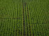 Fototapeta Do pokoju - Aerial view of sugarcane plants growing at field
