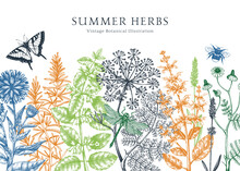 Vector Herbs, Flowers, Meadows, Insects Background. Aromatic Plants Vintage Banner. Medicinal Herb Sketches. Botanical Design For Cosmetics, Perfumery, Packaging. Herbal Tea Ingredients In Color