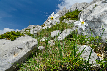 Sticker - Weiße Narzisse // Poet's daffodil, poet's narcissus (Narcissus poeticus) - Tomorr Nationalpark, Albanien