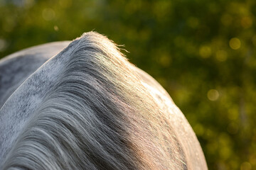 Wall Mural - Horse details. Neck and mane of a gray horse in sunlight