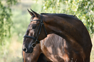 Wall Mural - Portrait of a beautiful bay horse on freedom a summer. beautiful curve of the neck.