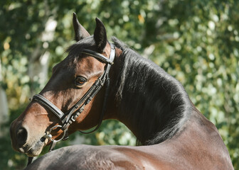 Wall Mural - Portrait of a brown horse, beautiful curve of the neck. Looking over the back.