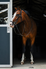 Wall Mural - Full body of brown warmblood gelding with big white markings and bridle with drop noseband, standing in the stable opening besides the door