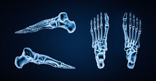 Accurate Bones Of Human Left Foot Bones Or Skeleton 3D Rendering Illustration. Lateral, Medial, Dorsal And Plantar Views. Anatomy, Osteology, Skeletal System, Orthopedics Concept.