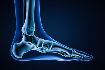 Wall Mural - medial view of accurate human left foot bones with body contours on blue background 3d rendering ill
