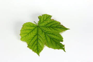 Wall Mural - Green plant leaf with beautiful texture on white background