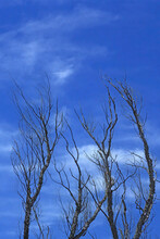 Bare Dead Tree Against A Blue Sky With Clouds