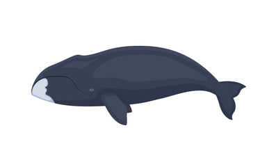 Wall Mural - Vector bowhead whale