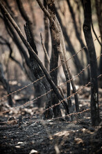 Burnt Trees And Plants After Big Summer Wildfires In Karst Region In Slovenia